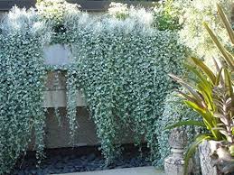 Dichondra, kidneyweed 'emerald falls' (dichondra repens) has soft deep green leaves and stems. Hot Sale 50 Dichondra Repens Silver Falls Emerald Falls Ground Cover Seeds In Hanging Baskets Very Creative Beautiful Buy Online In India At Desertcart In Productid 75749552