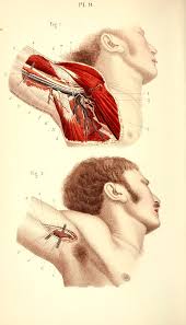 Surgical Procedures Operative Surgery Operative Manuals Surgery Operative Anatomy Drawing Illustration Medical Drawings Anatomy Art Human Anatomy Art