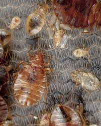Image result for bedbugs on mattress