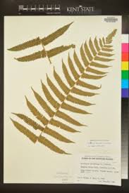 Image result for Cyclosorus striatus