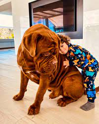 I do not contemplate a no. Oh My Goal How Tall And How Heavy Is Hulk Leo Messi S Dog Facebook
