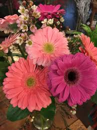 Image result for Gerbera