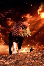 Le Roi De La Foret Fuyant Le Feu Lion Live Wallpaper Lion Wallpaper Lion Pictures