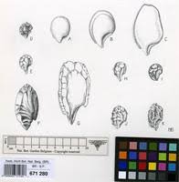 Image result for Cissus aralioides