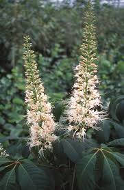 Image result for Brownleea parviflora