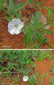 Image result for Seddera