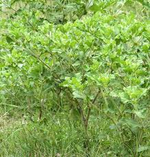 Image result for Acanthospermum hispidum