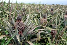 Maybe you would like to learn more about one of these? Dole Pineapple Plantation At Oahu Hawaii Hawaii On A Map