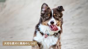 かつみ警察犬訓練所 鹿児島県鹿児島市本名町 犬のしつけ教室おすすめ わんパラ 警察犬 犬のしつけ 犬
