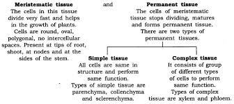 Ncert Solutions For Class 9 Science Chapter 6 Tissues
