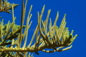 Image result for Araucariaceae