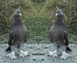 J Jesus Dela Rosa Torres Adli Kullanicinin Beautiful Pigeon Panosundaki Pin Evcil Hayvanlar Hayvanlar Guzel Kuslar