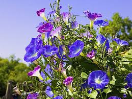 See more ideas about climbing plants, plants, garden plants. 5 Seeds Morning Glory Mix Ipomoea Tricolor 160 Annual Climbing Flower Free Fruit Seeds Home Garden