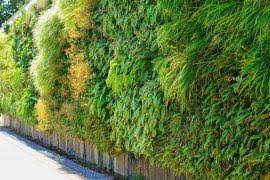 Image result for Arisaema mildbraedii