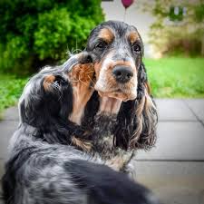 Epingle Par Michelle Sur Joey En 2020 Chien Tendresse