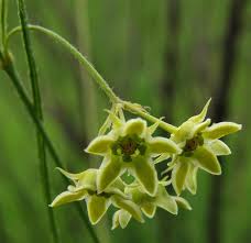 Image result for Sisyranthus imberbis