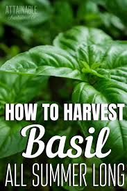Leave a few inches (8 cm.) of leaves on the plant after pruning. Basil How To Harvest This Favorite Herb All Summer Long
