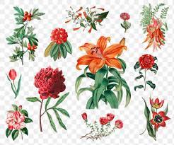 Summer Flowers Png Illustrated Vintage Collection Free Image By Rawpixel Com Gade Flower Illustration Summer Flowers Botanical Flowers