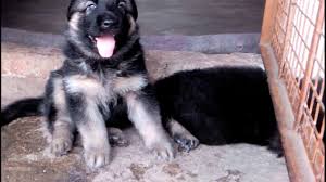 German shepherd puppy ear stages. German Shepherd Puppies Free Good Home Online Shopping Mall Find The Best Prices And Places To Buy