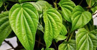 Meskipun letaknya selalu tertutup dan selalu menjadi rahasia, namun kesehatan organ wanita harus tetap dijaga. 8 Manfaat Daun Sirih Dapat Mengobati Disfungsi Ereksi Pria