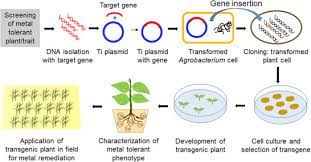 Maybe you would like to learn more about one of these? Plant Genetic Engineering Approach For The Pb And Zn Remediation Defense Reactions And Detoxification Mechanisms Sciencedirect