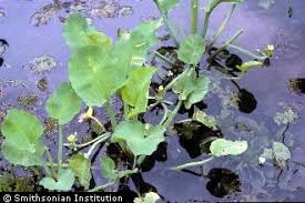 Image result for Limnocharitaceae