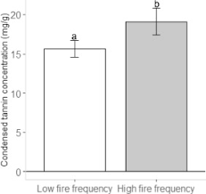 Image result for Julbernardia globiflora