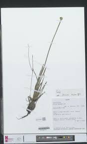 Image result for Xyris anceps