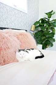 Keeping cats out of houseplants doesn't have to be a constant battle. Q How Do You Deal With Having Houseplants And Cats