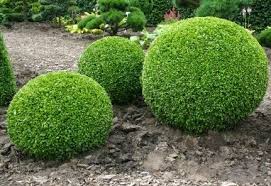 Image result for Buxus