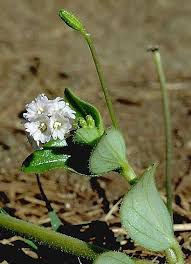 Image result for Boerhavia repens