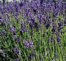 Image result for Buchnera libenii