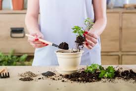 To make the homemade rooting hormone cinnamon style, this is what you will need to do. How To Make Plant Roots Grow Faster Our Top Tips