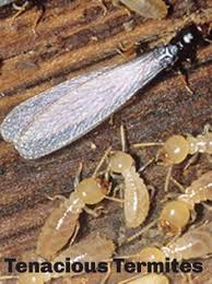 At chesapeake pest control we pride ourselves on being a smaller local business and our quality of work is our advertising. Accurid Pest Solutions Inc Virginia Beach Pest Control Company Vapestcontrol Profile Pinterest