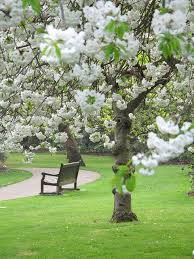 Just Peace Beautiful Gardens Flowering Trees White Gardens