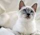 Siamese Cats and Kittens for sale in the UK | Pets4Homes