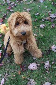 Vet2pet is a vet clinic in lara offering both traditional in clinic & a mobile veterinary service operating in and around lara. Vet To Pet Lara Crazypurplemama