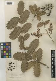 Image result for Ouratea andongensis