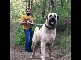 We have pure and famous. Kangal Dog Beast Youtube