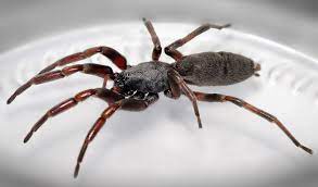 Check spelling or type a new query. The Truth About White Tailed Spiders Australian Geographic