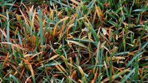 In rust legacy i can change the grass with the console and have much more fps. Lawn Fungus Identification Guide Which Common Fungal Disease Is In Your Grass Lawnstar