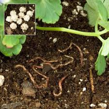 Oak leaves add acidity to soil, so make sure you're using them on plants that can tolerate this. Of Oak Leaves And The Timing Of Mulch Gardens Alive