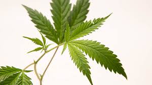 We have explained on this blog that it is illegal to add cbd to many products, in fda's view, due to the drug exclusion rule. The Difference Between Cbn Vs Cbd Weedmaps