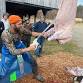 Pig Processing Workshop - Merck Forest & Farmland Center, 3270 VT-315 Event Image