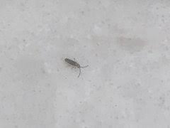 tiny bugs in kitchen