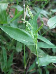 Image result for Urochloa villosa