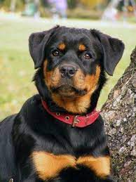 Rottweiler 5 Month Old Pup Portrait Rottweiler Lab Mix Puppy Rottweiler Rottweiler Puppies