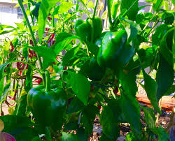 How to grow a vegetable garden in florida. How To Beat The Heat In A Central Florida Spring Vegetable Garden Nonahood News