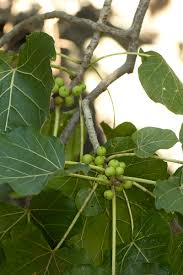 Image result for Ficus abutilifolia