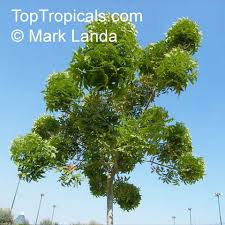 Image result for Harpephyllum afrum